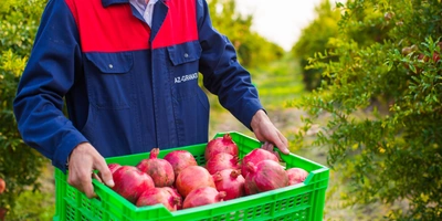 Великий соковый путь: почему гранатовый сок везут в&nbsp;Москву из&nbsp;Азербайджана