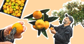 Абхазский сладкий мандарин: репортаж из&nbsp;страны цитрусов