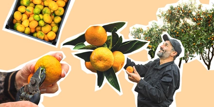 Абхазский сладкий мандарин: репортаж из&nbsp;страны цитрусов