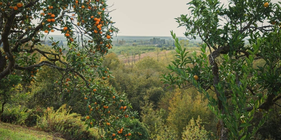 Абхазский сладкий мандарин: репортаж из&nbsp;страны цитрусов