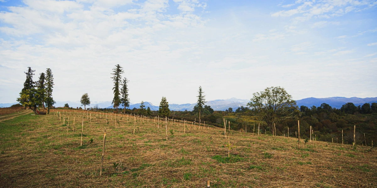 Абхазский сладкий мандарин: репортаж из&nbsp;страны цитрусов