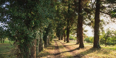 Абхазский сладкий мандарин: репортаж из&nbsp;страны цитрусов
