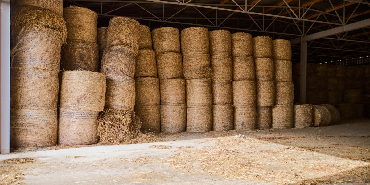 В место тысячи козлов: где и&nbsp;как производят альтернативный адыгейский сыр