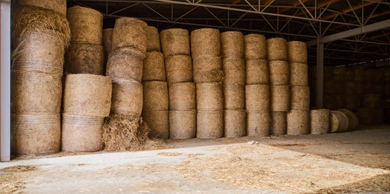 В место тысячи козлов: где и&nbsp;как производят альтернативный адыгейский сыр