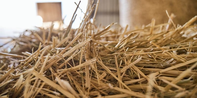 В место тысячи козлов: где и&nbsp;как производят альтернативный адыгейский сыр