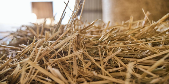 В место тысячи козлов: где и&nbsp;как производят альтернативный адыгейский сыр