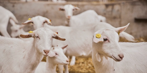 В место тысячи козлов: где и&nbsp;как производят альтернативный адыгейский сыр