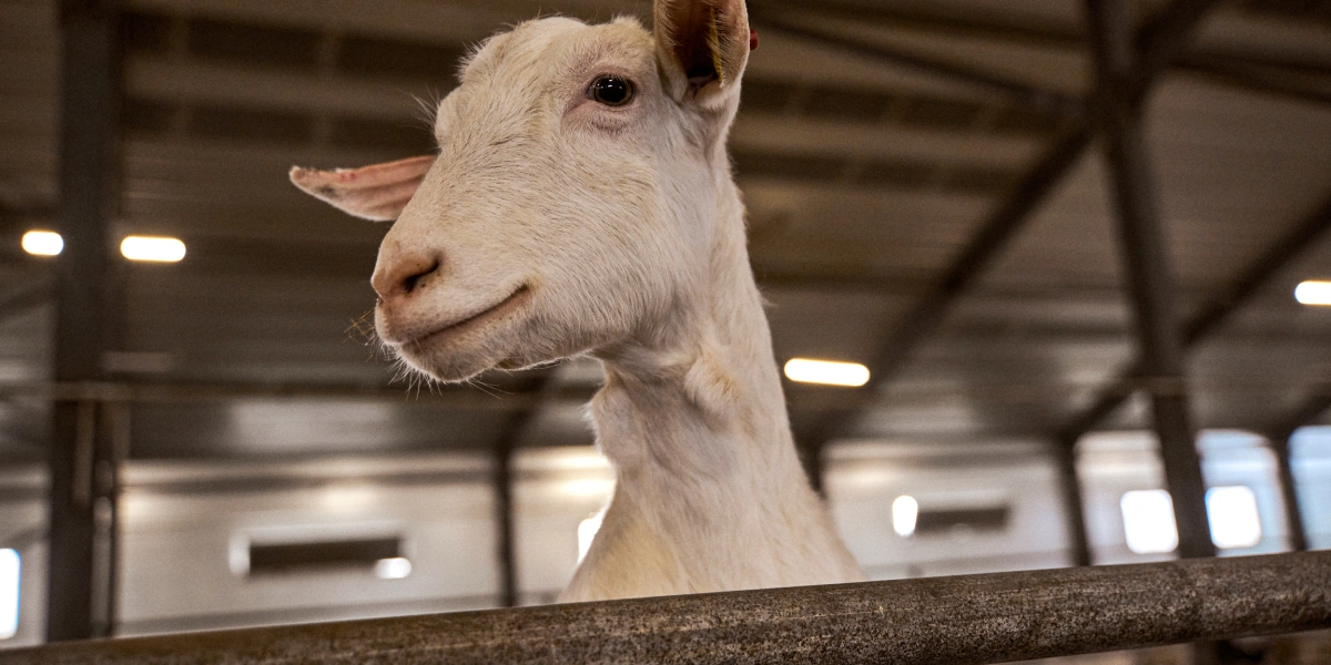 В место тысячи козлов: где и&nbsp;как производят альтернативный адыгейский сыр