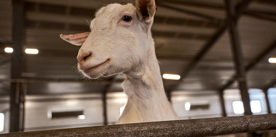 В место тысячи козлов: где и&nbsp;как производят альтернативный адыгейский сыр