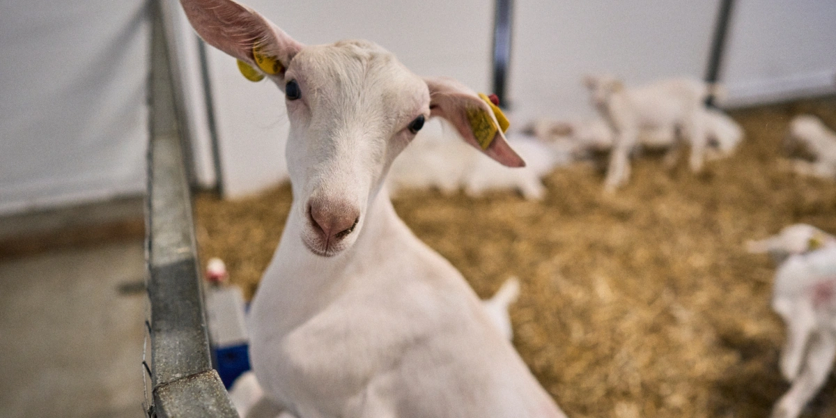 В место тысячи козлов: где и&nbsp;как производят альтернативный адыгейский сыр
