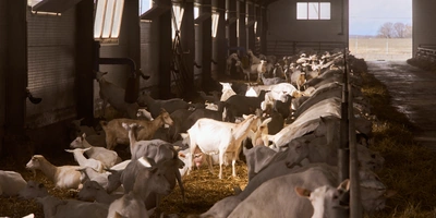 В место тысячи козлов: где и&nbsp;как производят альтернативный адыгейский сыр