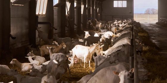 В место тысячи козлов: где и&nbsp;как производят альтернативный адыгейский сыр