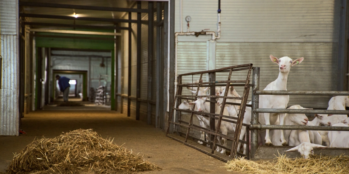 В место тысячи козлов: где и&nbsp;как производят альтернативный адыгейский сыр