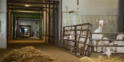 В место тысячи козлов: где и&nbsp;как производят альтернативный адыгейский сыр