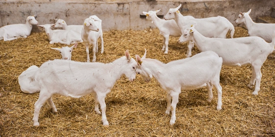 В место тысячи козлов: где и&nbsp;как производят альтернативный адыгейский сыр