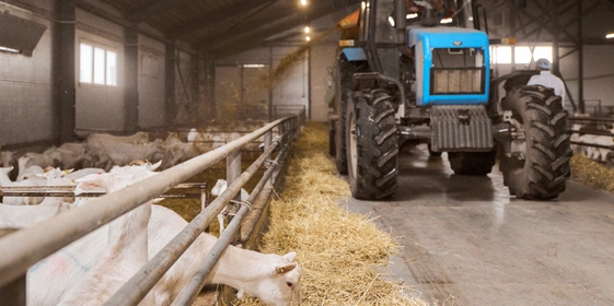 В место тысячи козлов: где и&nbsp;как производят альтернативный адыгейский сыр