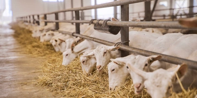 В место тысячи козлов: где и&nbsp;как производят альтернативный адыгейский сыр