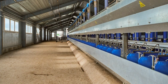 В место тысячи козлов: где и&nbsp;как производят альтернативный адыгейский сыр