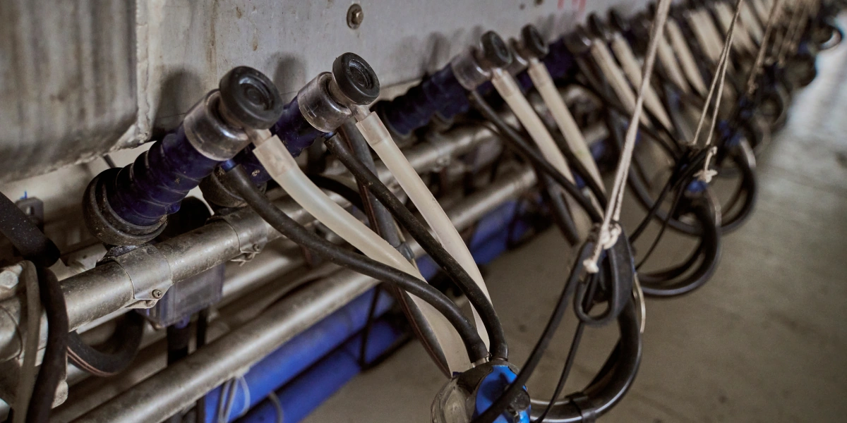 В место тысячи козлов: где и&nbsp;как производят альтернативный адыгейский сыр