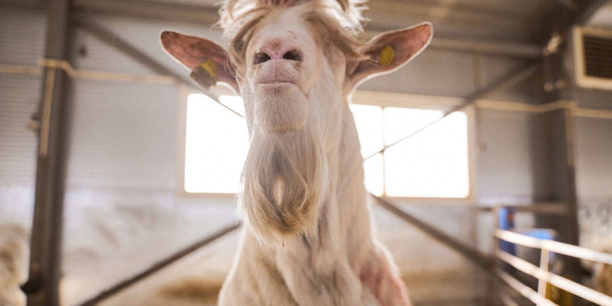 В место тысячи козлов: где и&nbsp;как производят альтернативный адыгейский сыр