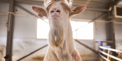 В место тысячи козлов: где и&nbsp;как производят альтернативный адыгейский сыр