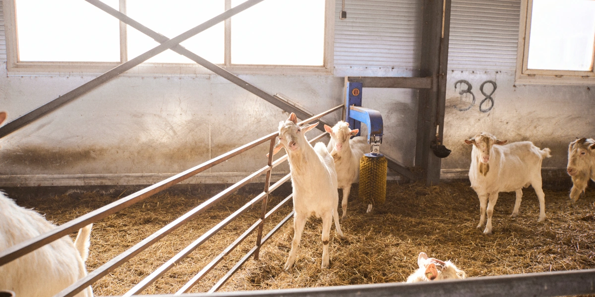 В место тысячи козлов: где и&nbsp;как производят альтернативный адыгейский сыр
