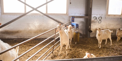 В место тысячи козлов: где и&nbsp;как производят альтернативный адыгейский сыр