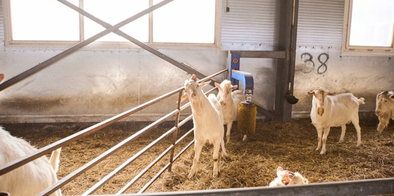 В место тысячи козлов: где и&nbsp;как производят альтернативный адыгейский сыр