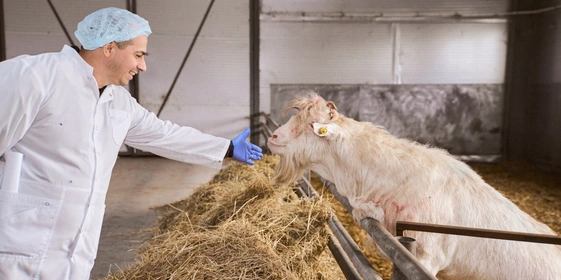 В место тысячи козлов: где и&nbsp;как производят альтернативный адыгейский сыр