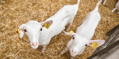 В место тысячи козлов: где и&nbsp;как производят альтернативный адыгейский сыр