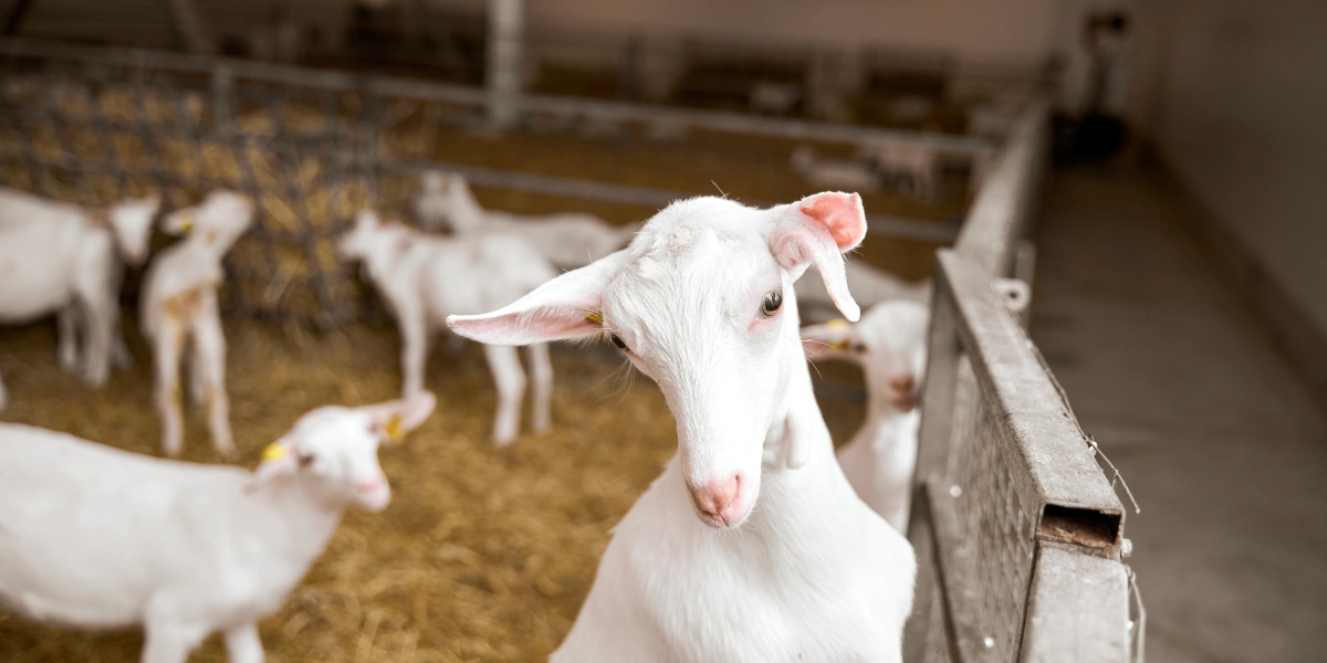 В место тысячи козлов: где и&nbsp;как производят альтернативный адыгейский сыр
