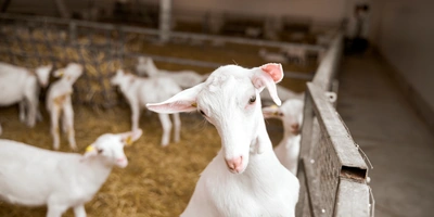 В место тысячи козлов: где и&nbsp;как производят альтернативный адыгейский сыр