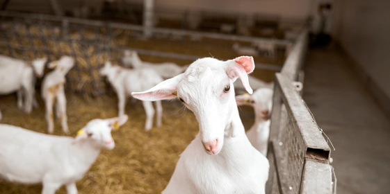 В место тысячи козлов: где и&nbsp;как производят альтернативный адыгейский сыр