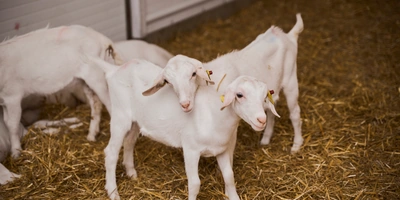 В место тысячи козлов: где и&nbsp;как производят альтернативный адыгейский сыр