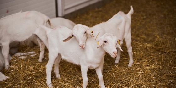 В место тысячи козлов: где и&nbsp;как производят альтернативный адыгейский сыр