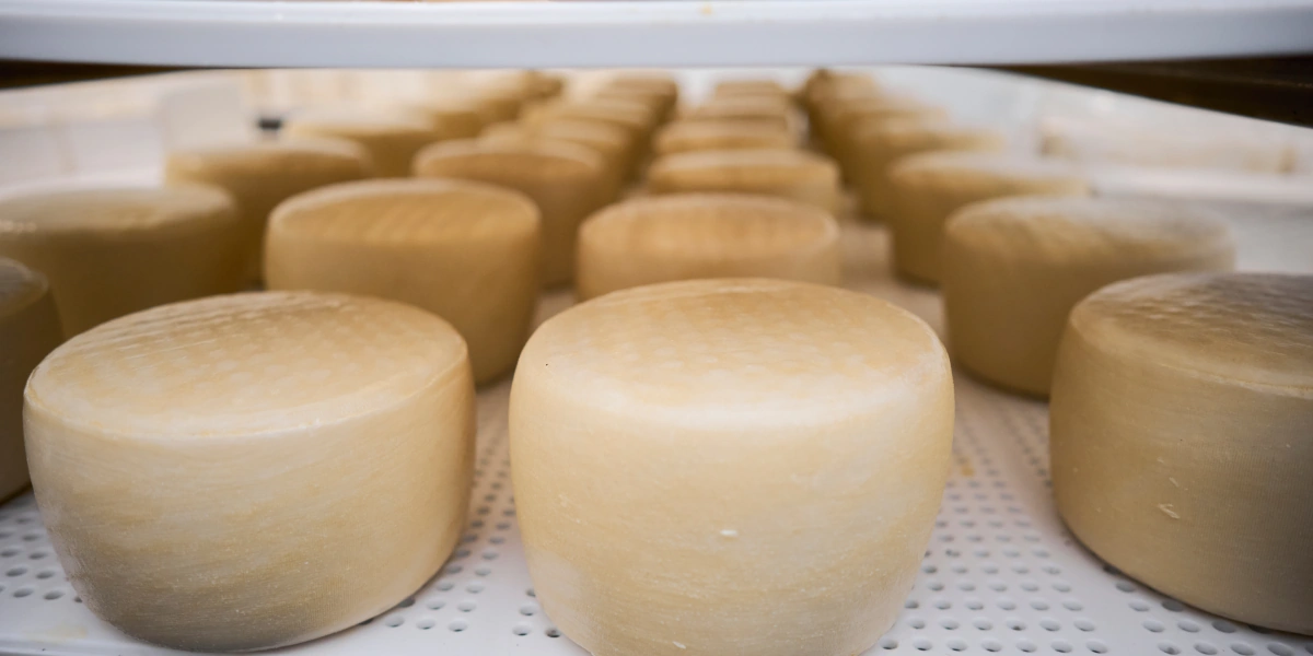 В место тысячи козлов: где и&nbsp;как производят альтернативный адыгейский сыр