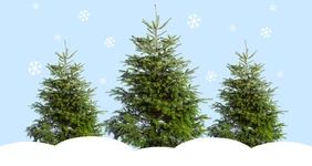 Почему натуральная ёлка экологичнее искусственной