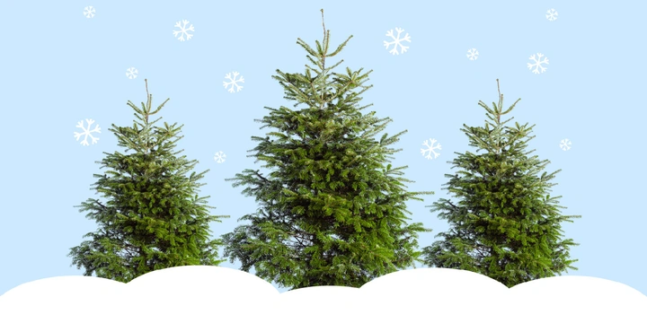 Почему натуральная ёлка экологичнее искусственной