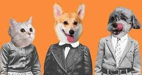 Трудности перевода: как правильно вводить новый корм в&nbsp;рацион кошек и&nbsp;собак