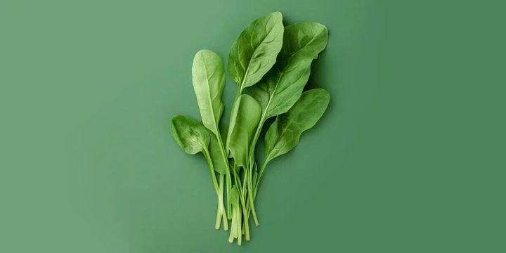 Щавель: польза и&nbsp;вред, особенности приготовления, рецепты вкусных блюд