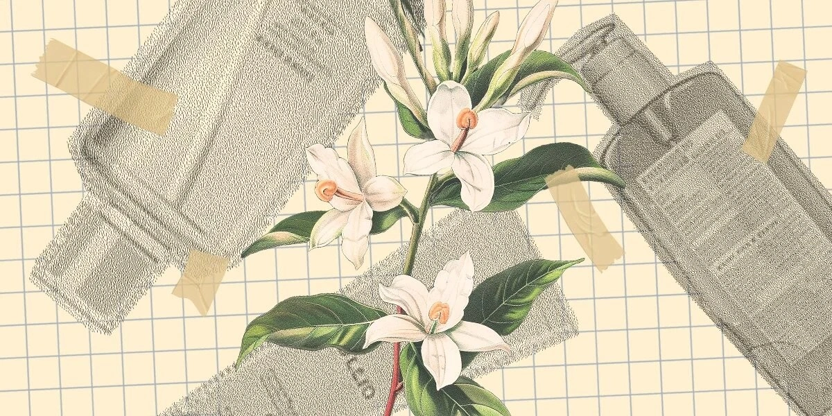 Запах роскоши: как получают дорогие и&nbsp;популярные ароматы для&nbsp;косметики