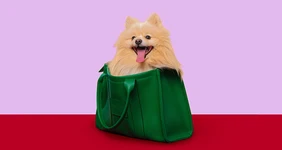 Собака едет на&nbsp;дачу: всё о&nbsp;безопасности питомца за&nbsp;городом