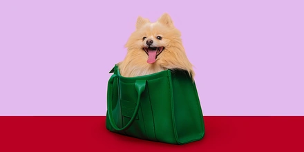 Собака едет на&nbsp;дачу: всё о&nbsp;безопасности питомца за&nbsp;городом